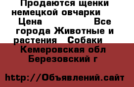 Продаются щенки немецкой овчарки!!! › Цена ­ 6000-8000 - Все города Животные и растения » Собаки   . Кемеровская обл.,Березовский г.